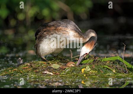 Podiceps cristatus, ausgewachsener Vogel, der ein Ei im Nest dreht, mit Küken auf dem Rücken, Krickenbecker gesehen, Nordrhein-Westfalen Stockfoto