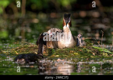 Großaubenvogel (Podiceps cristatus), Paar- und Jungvögel im Nest, ein ausgewachsener Vogel, der die Küken füttert, Krickenbecker gesehen, Norden Stockfoto