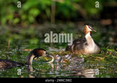 Großaubenvogel (Podiceps cristatus), Paar- und Jungvögel im Nest, ein ausgewachsener Vogel, der die Küken füttert, Krickenbecker gesehen, Norden Stockfoto