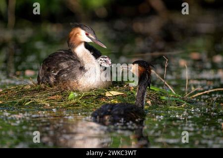 Großaubenvogel (Podiceps cristatus), Paar- und Jungvögel im Nest, ein ausgewachsener Vogel, der die Küken füttert, Krickenbecker gesehen, Norden Stockfoto