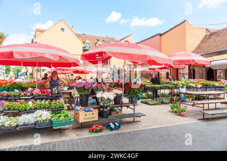 Zagreb Kroatien - 23. Mai 2011; Dolac Blumenmarkt im Freien mit roten und weißen Ständerschirmen. Stockfoto