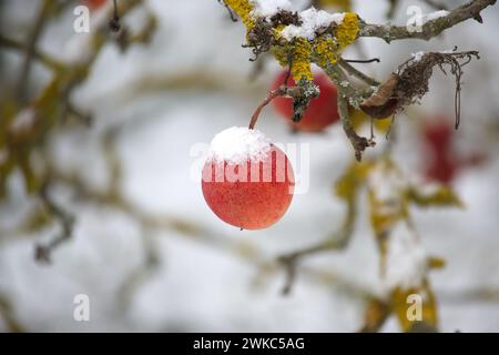 Die beschauliche Winterszene konzentrierte sich auf einen roten Apfel, der von einer dünnen Schneeschicht bedeckt ist und an einem Baumzweig hängt Stockfoto
