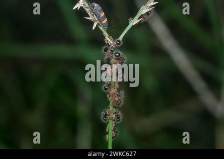 Nahaufnahme von zweifarbigen Schildameisen. Stockfoto