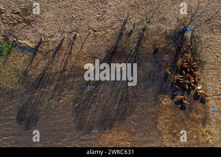 Fliegen über weidende Kühe auf einem Ackerland, Baumschatten auf einer Wiese, Drohnenblick aus der Luft Stockfoto