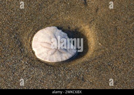 Broken Sand Dollar am Strand, Yachats State Park, Oregon Stockfoto