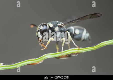 Nahaufnahme der Töpferwespe. Stockfoto
