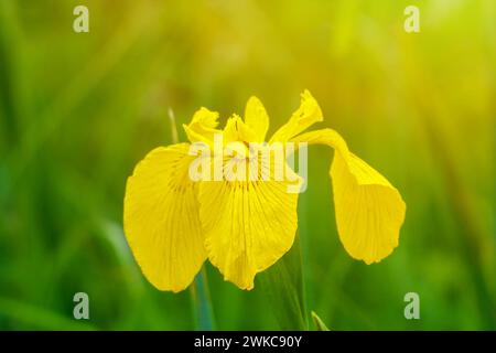 Blick auf gelbe Flagge, gelbe Iris oder Wasserflagge (Iris pseudacorus). Die Blumen blühen. Selektiver Fokus Stockfoto