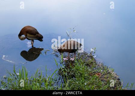 Braune Enten, die auf den Untiefen eines Teichs grasen. Stockfoto