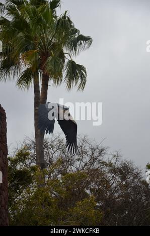 Marabu african im Jungle Park, Teneriffa Stockfoto