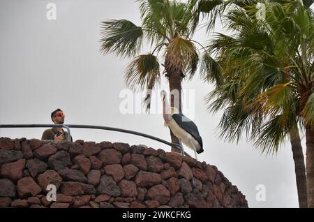 Marabu african im Jungle Park, Teneriffa Stockfoto