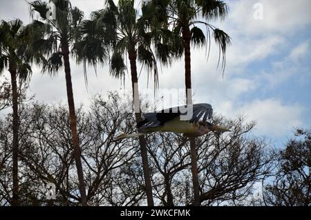 Marabu african im Jungle Park, Teneriffa Stockfoto