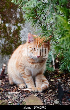 Eine große orangene Katze, die unter Bäumen im Dreck sitzt Stockfoto