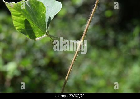 Die ventrale Ansicht einer Obstbaumspinne hängt unter einem haarigen tropischen Kudzu-Blattstiel Stockfoto