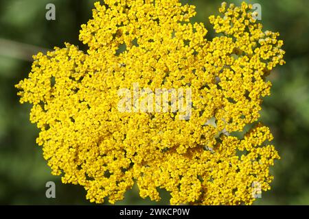 Nahaufnahme gelbe Blüten von Tausend-Blatt, Schafgarbe (Achillea filipendulina 'Tuch aus Gold'), Familie Asteraceae, compositae. Holländischer Garten, Juni Stockfoto