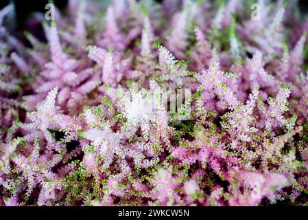 Eine Nahaufnahme der schönen chinesischen astilbe-Blumen. Stockfoto