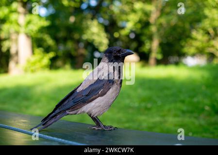 Eine Krähe mit Kapuze auf einer Parkbank. Stockfoto