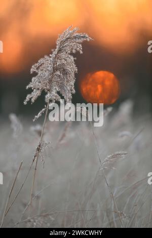Sonnenuntergang über Feuchtgebieten, Schilfgras ( Phragmites australis ), Tagesende, Stille, Meditation, warmes Licht, im Winter. Stockfoto