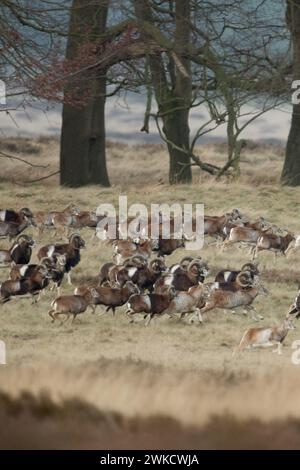 Europäische Muffelwild (Ovis orientalis musimon), schüchtern, volle Herde, große Herde, laufen, auf der Flucht, durch offenes Land, typisch habita Stockfoto