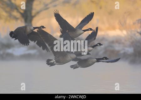 Kanadagans (Branta Canadensis), strömen im Flug, verlassen ihren schlafenden Gewässern frühen Wintermorgens, bei Tagesanbruch. Stockfoto