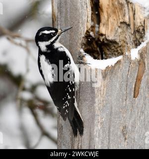 Haarige Specht / Haarspecht (Picoides Villosus), weibliche im Winter auf dem Schnee bedeckt Baum Stump, Yellowstone NP, USA. Stockfoto