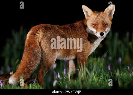 Ein Stadtfuchs steht in Frühlingsblumen nahe Bristol City Centre, Bristol, Großbritannien, 20. Februar 2024 (Foto: Thomas Winstone/News Images) Stockfoto