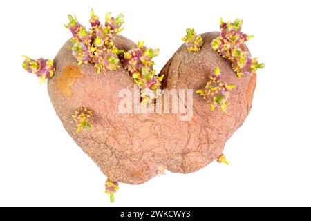 Herzförmige Kartoffelsprieß mit Triebe, bereit zum Pflanzen, isoliert auf weißem Hintergrund. Hobby, Gartenbau, Anbau, Nachhaltigkeit und Erneuerung Stockfoto