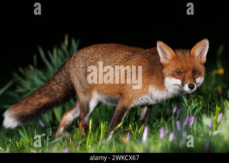 Ein Stadtfuchs steht in den Frühlingsblumen in der Nähe von Bristol City Centre, Bristol, Großbritannien. Februar 2024. (Foto: Thomas Winstone/News Images) in Bristol, Großbritannien am 20.02.2024. (Foto: Thomas Winstone/News Images/SIPA USA) Credit: SIPA USA/Alamy Live News Stockfoto