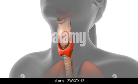 Schilddrüse im menschlichen Körper Stockfoto