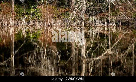 Warme Tonreflexe im Wasser der hohen Bäume und Büsche, die am Ufer des Teiches wachsen. Stockfoto