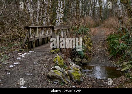 Holzbrücke auf einem Waldwanderweg über einen kleinen Bach, der durch dichten Busch verläuft. Stockfoto