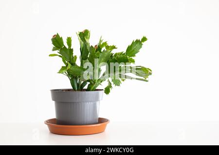 Kleine grüne Schlumbergera- oder Weihnachtskaktpflanze, isoliert auf weiß, keine Menschen Stockfoto