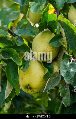 Cydonia oblonga Agvambari, Quitte, birnenförmige Früchte, die im Baum wachsen Stockfoto