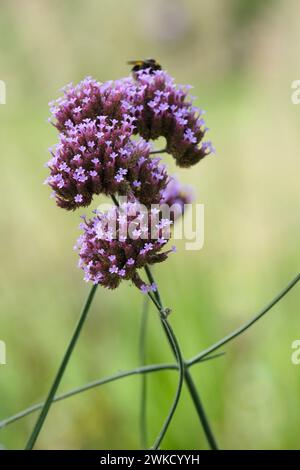 Verbena bonariensis, purpletop Eisenkraut, hohe Eisenkraut, flache Köpfe aus hellen Lavendelvioletten Blüten Stockfoto