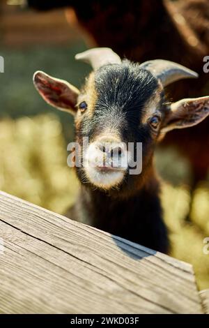 Neugierige junge Ziege, die an einem sonnigen Tag über einen Holzzaun guckt Stockfoto