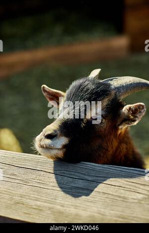Neugierige junge Ziege, die an einem sonnigen Tag über einen Holzzaun guckt Stockfoto