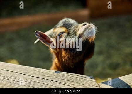 Neugierige junge Ziege, die an einem sonnigen Tag über einen Holzzaun guckt Stockfoto