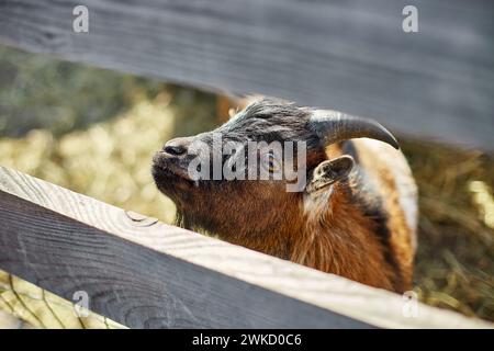 Neugierige junge Ziege, die an einem sonnigen Tag über einen Holzzaun guckt Stockfoto