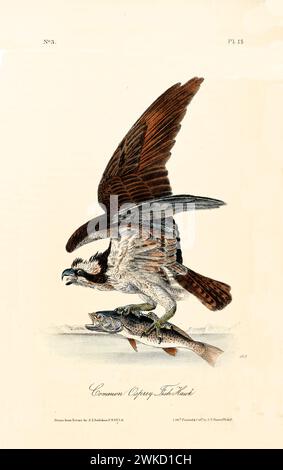 Alte gravierte Abbildung von gemeinem Osprey oder Fischfalken (Pandion haliaetus). Erstellt von J.J. Audubon: Birds of America, Philadelphia, 1840 Stockfoto