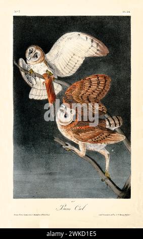 Alte gravierte Illustration der Scheuneneule (Tyto alba). Erstellt von J.J. Audubon: Birds of America, Philadelphia, 1840 Stockfoto