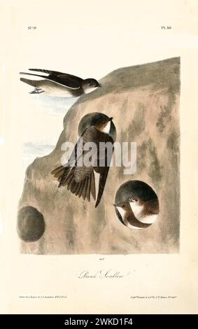 Alte gravierte Illustration von Bank Schwalbe (Riparia riparia; auch bekannt als Sand martin). Erstellt von J.J. Audubon: Birds of America, Philadelphia, 1840 Stockfoto