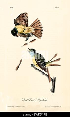 Alte gravierte Illustration des großen Fliegenfängers (Myiarchus crinitus). Erstellt von J.J. Audubon: Birds of America, Philadelphia, 1840 Stockfoto