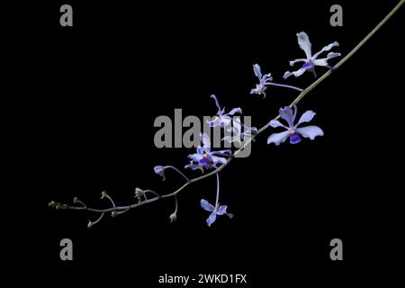 Nahaufnahme der hellen purpurblauen Blüten wilder epiphytischer tropischer Orchideenarten vanda coerulescens isoliert auf schwarzem Hintergrund Stockfoto