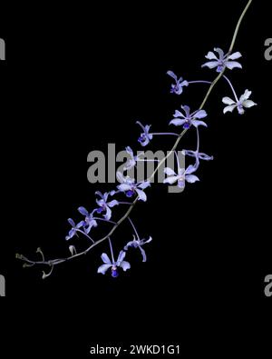 Vertikale Nahaufnahme der bunten lila blauen Blumen wilder epiphytischer tropischer Orchideenarten vanda coerulescens isoliert auf schwarzem Hintergrund Stockfoto