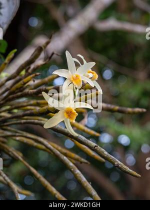 Nahaufnahme von cremigen und orange gelben Blüten der epiphytischen Orchideenarten dendrobium heterocarpum, die im tropischen Garten im Freien blühen Stockfoto