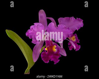 Nahaufnahme der spektakulären hellvioletten rosa und goldgelben Cattleya Hybrid Orchideenblüten isoliert auf schwarzem Hintergrund Stockfoto