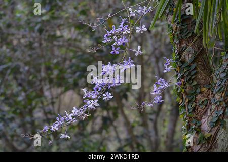 Nahaufnahme der hellen lila blauen Blumen wilder epiphytischer tropischer Orchideenarten vanda coerulescens isoliert im Freien auf natürlichem Hintergrund Stockfoto