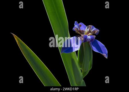 Bunte lila blaue Blume von neomarica caerulea aka Walking Iris oder Apostel Iris mit Blatt, isoliert in hellem Sonnenlicht auf schwarzem Hintergrund Stockfoto