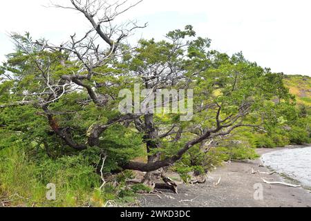 Ñirre oder antarktische Buche (Nothofagus antarctica) ist ein Laubbaum, der im Süden Chiles und Argentiniens beheimatet ist. Dieses Foto wurde in Torres del Paine aufgenommen Stockfoto