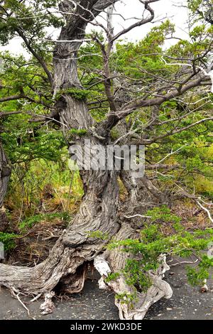 Ñirre oder antarktische Buche (Nothofagus antarctica) ist ein Laubbaum, der im Süden Chiles und Argentiniens beheimatet ist. Dieses Foto wurde in Torres del Paine aufgenommen Stockfoto