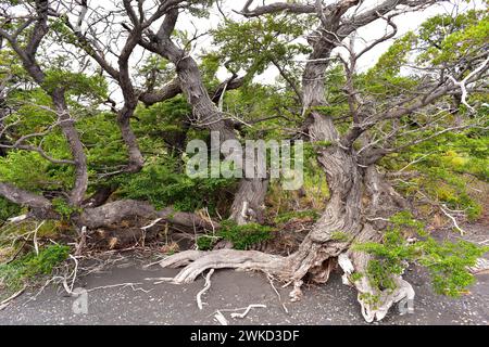 Ñirre oder antarktische Buche (Nothofagus antarctica) ist ein Laubbaum, der im Süden Chiles und Argentiniens beheimatet ist. Dieses Foto wurde in Torres del Paine aufgenommen Stockfoto